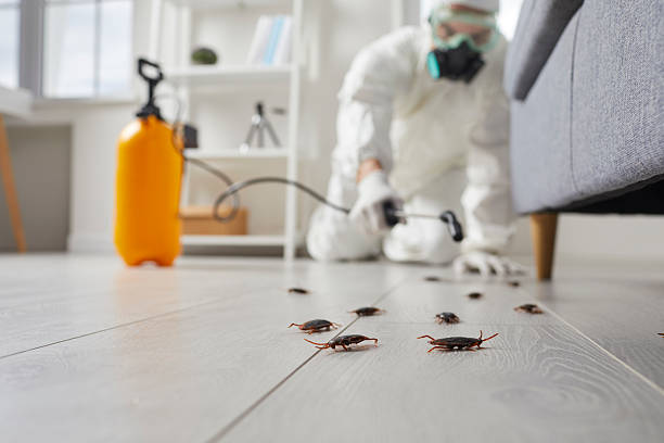 Post-Treatment Bed Bug Interceptor Monitoring in Milford
